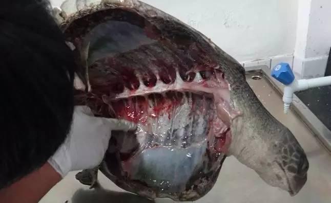 玳瑁被处死,玳瑁为什么被砍头