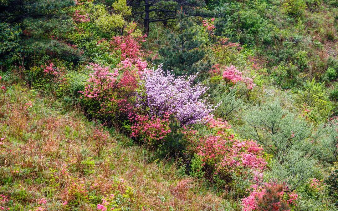 安徽春天美丽的视频,安徽美丽的春天