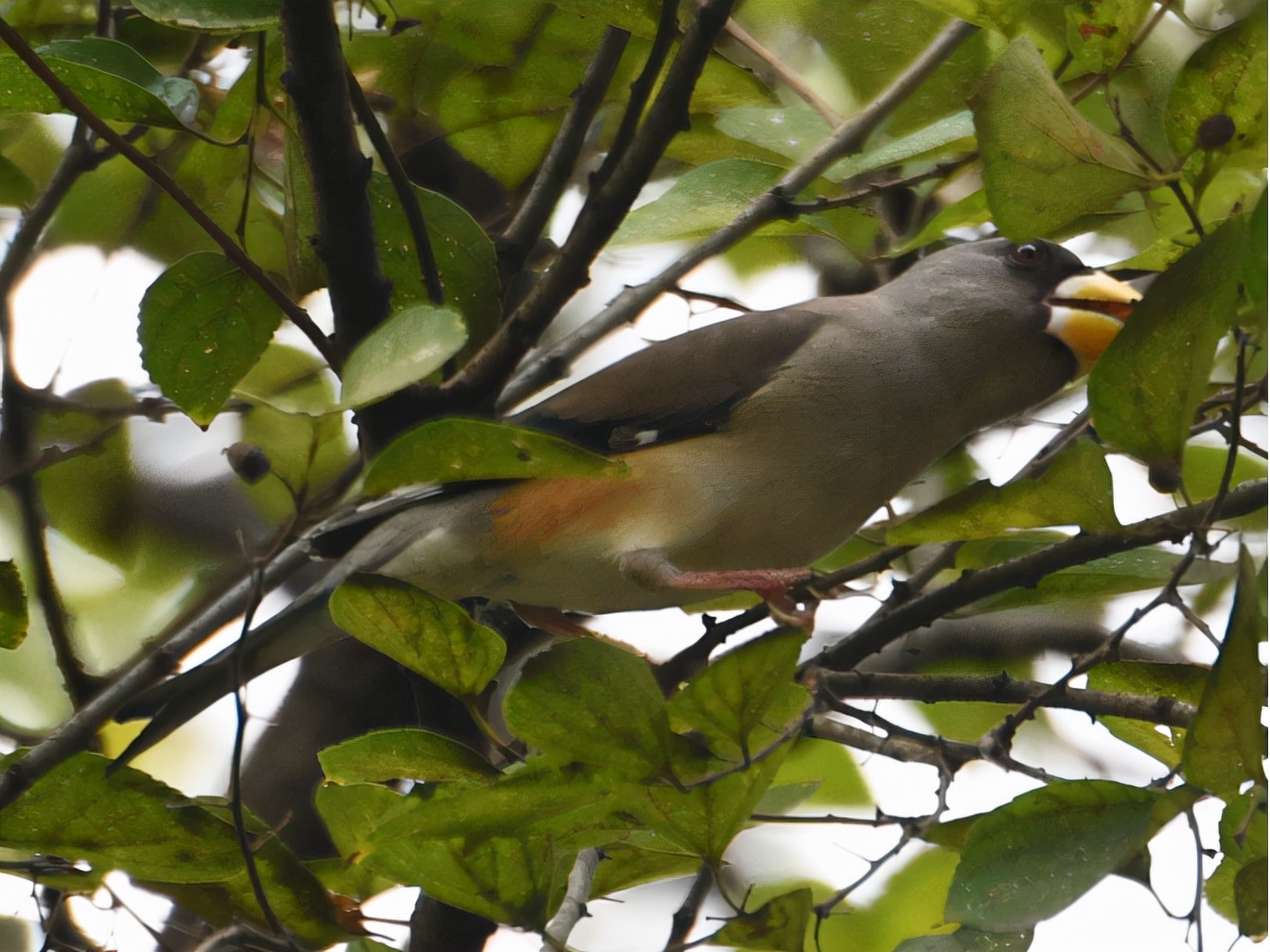 广州晓港公园拍到黑枕黄鹂,广州晓港公园简介