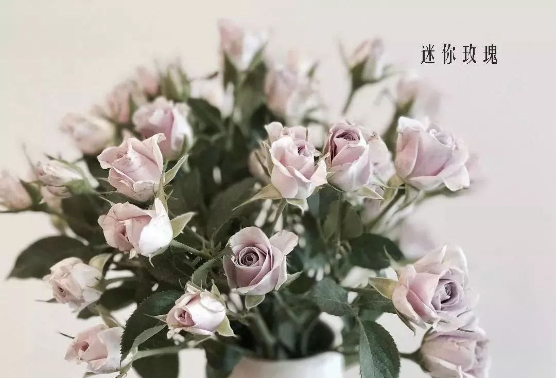 鲜花店常见花材品种大全,花店里同款的两种不同价格的花材