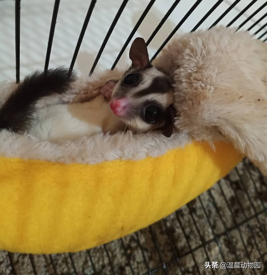 蜜袋鼯到底好不好养,养蜜袋鼯的优点和缺点