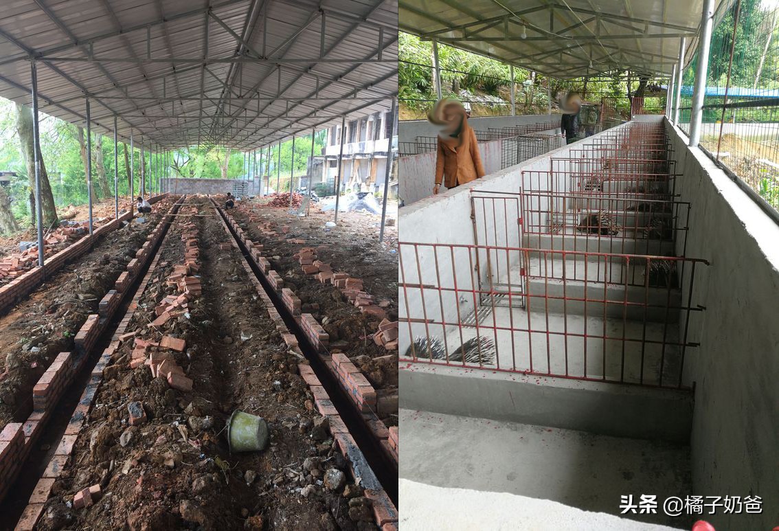 养殖豪猪的风险,豪猪的养殖前景怎样