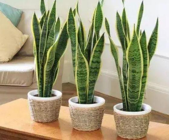 四种植物,家里养什么盆栽好去甲醛净化空气