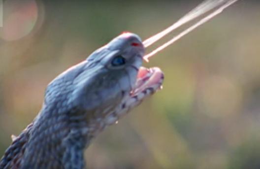 被称为毒蛇克星的蛇鹫,拥有超强防御力的动物