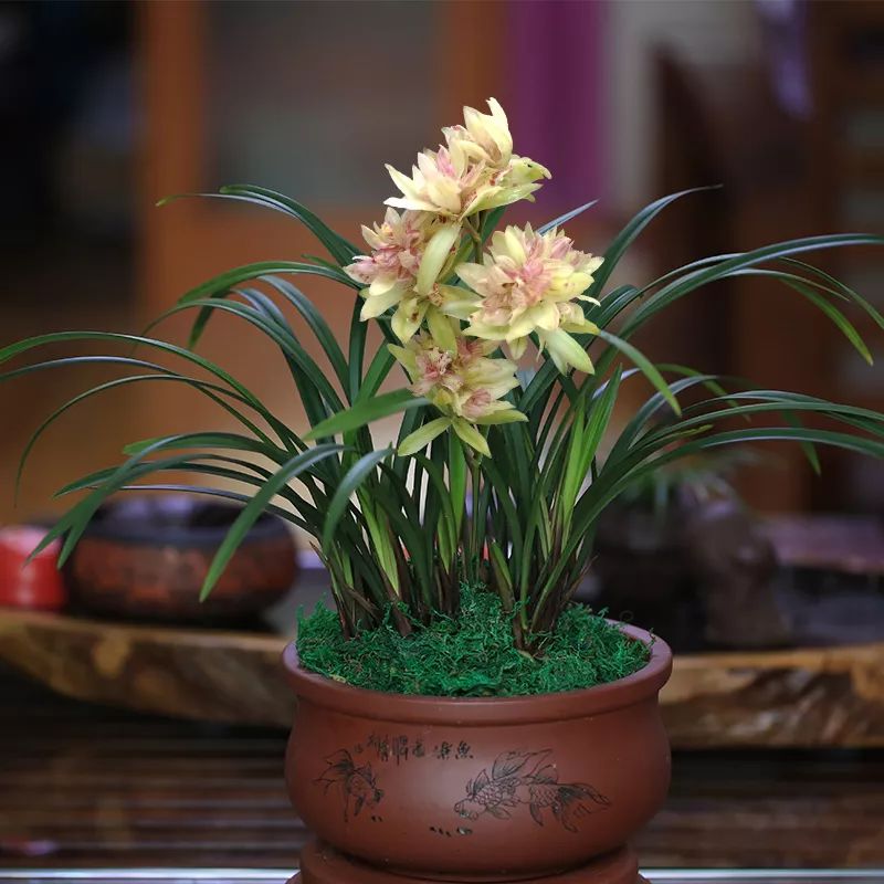 我心目中的月季,我心目中排第一的蝴蝶兰