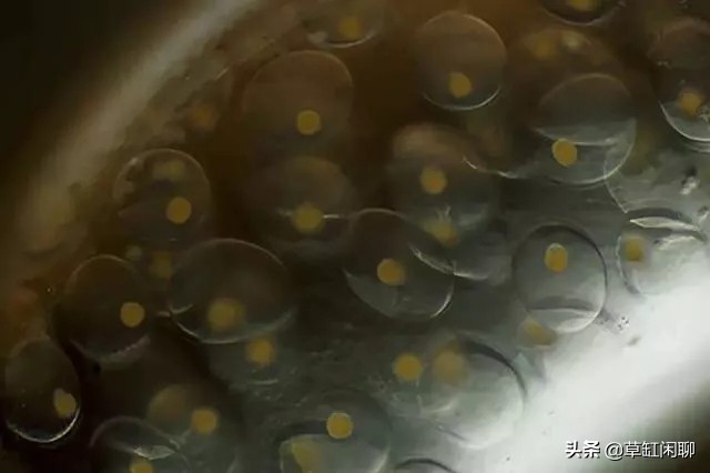 水草缸里出现小螺有什么危害,刚买的水草入缸前除螺药怎么用