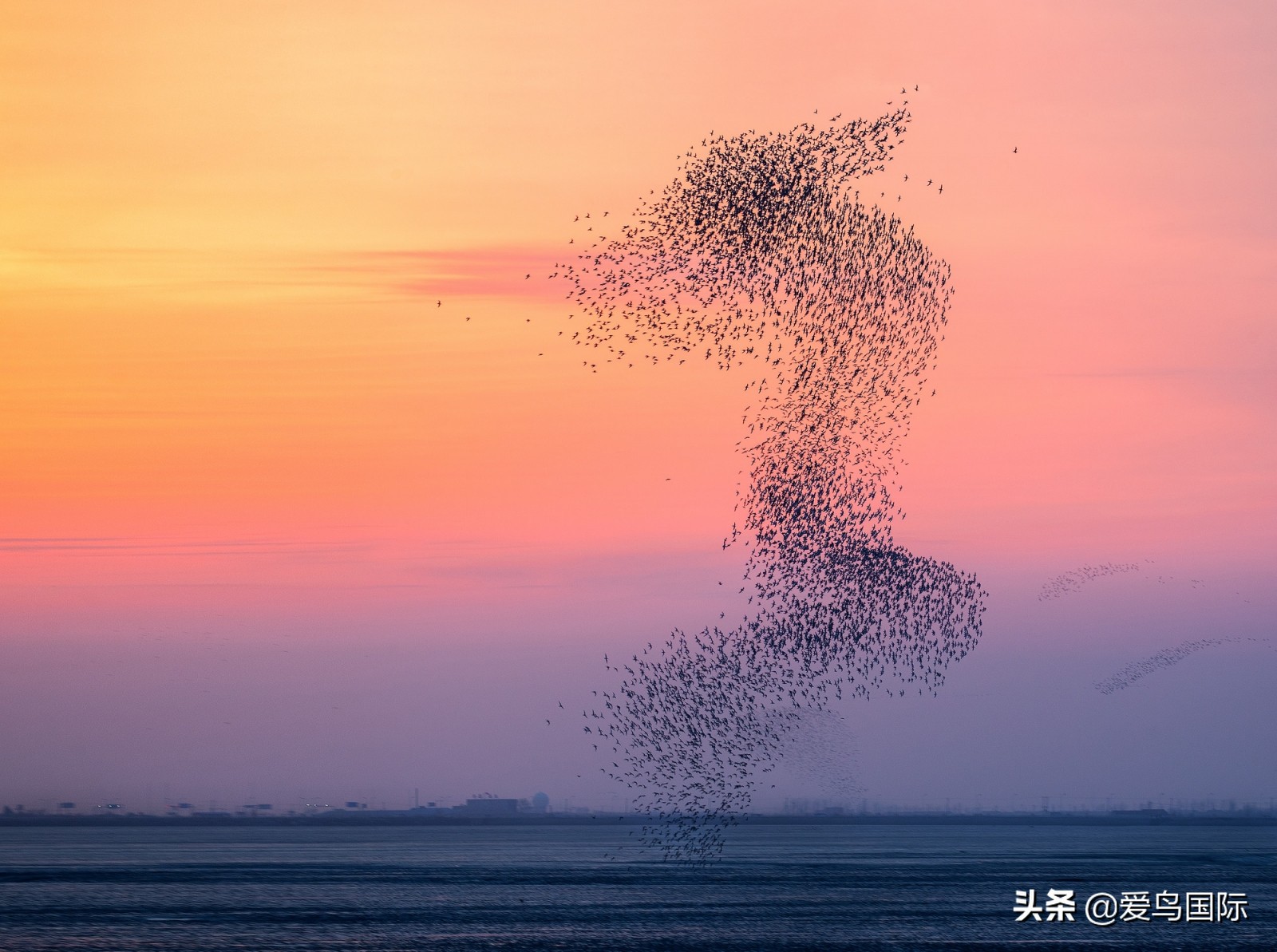 躁动的繁殖季节2021观鸟大年五月精华作品集