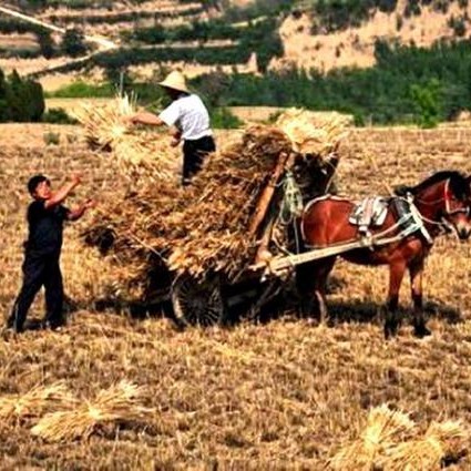 上世纪30年代农村马车,六七十年代农村主要运输工具重温