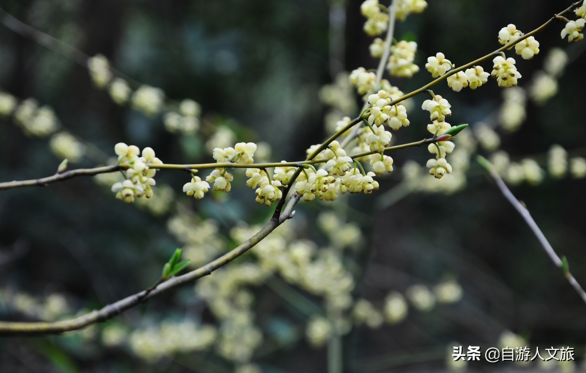 环西湖群山徒步毅行,行走西湖古诗词