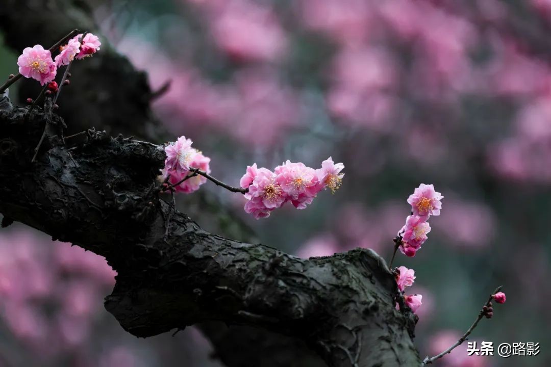 花重锦官城,花重锦官城长安