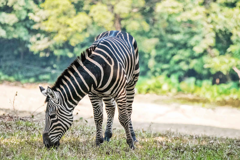广州长隆野生动物世界的游玩攻略,广州长隆野生动物世界一日游回顾