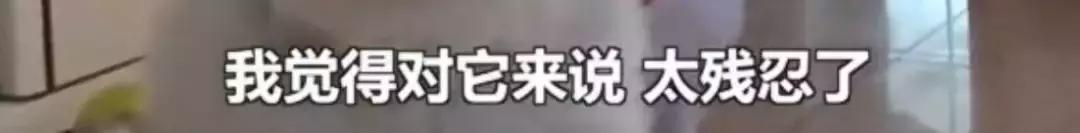 备孕家里的毛孩子怎么办,毛孩子发情期注意事项