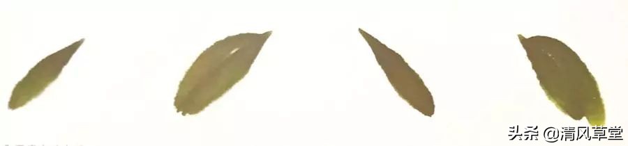 少儿国画花卉画法视频,各种花卉的100种画法