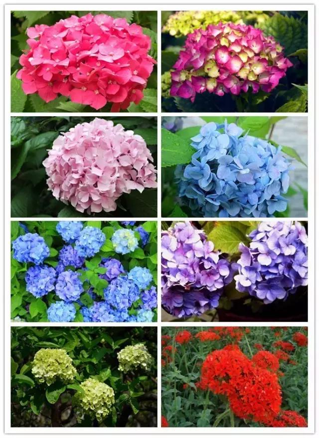 史上最全的花卉介绍，认识超过30种以上绝对是大神