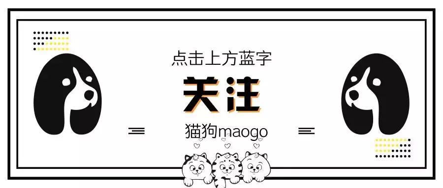 这六种狗狗有你不知道的特殊能力,盘点那些奇形怪状的狗狗