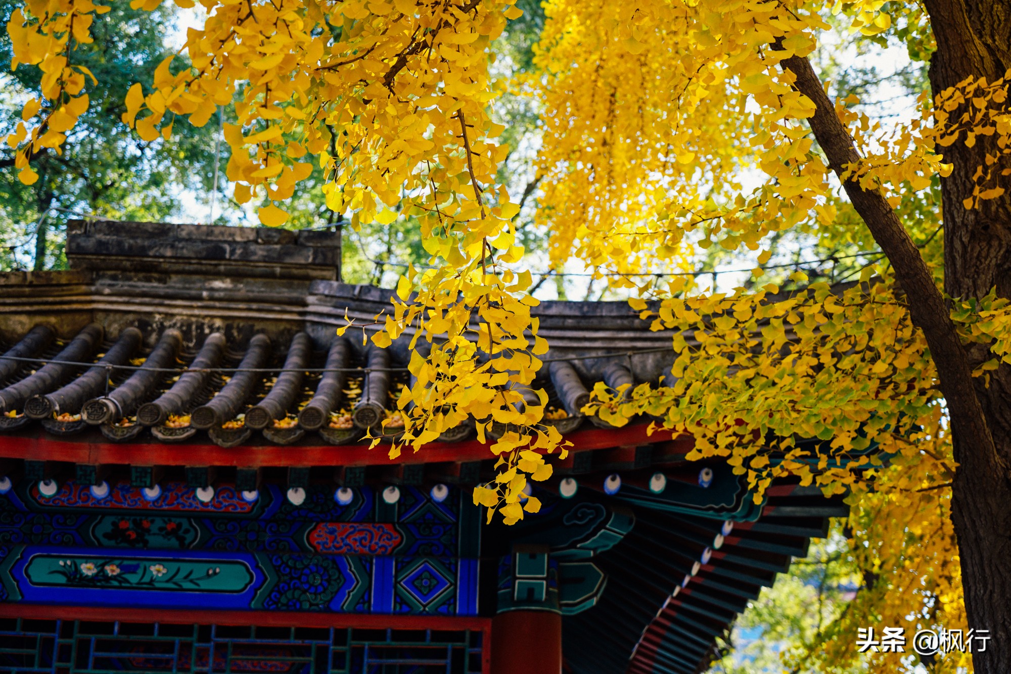 北京18个看银杏的好地方在哪,北京八大处看银杏攻略