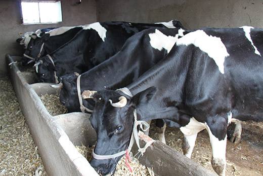 养殖奶牛怎么产生奶水的,奶牛如何养殖产奶高产