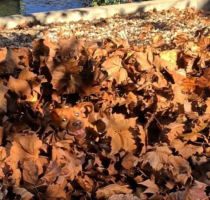 鐚挭鐙楃嫍鎴愮簿浜嗛兘浼氳璇濅簡,鐚挭鐙楃嫍鍙樺寲