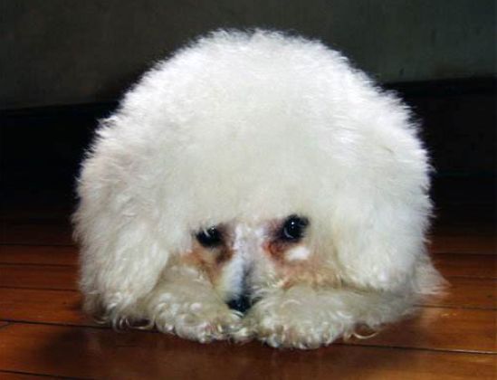 宠物泪痕消管用吗,爱宠的泪痕是怎么回事