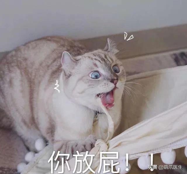 猫放屁把自己臭吐了,猫居然也会吐口水