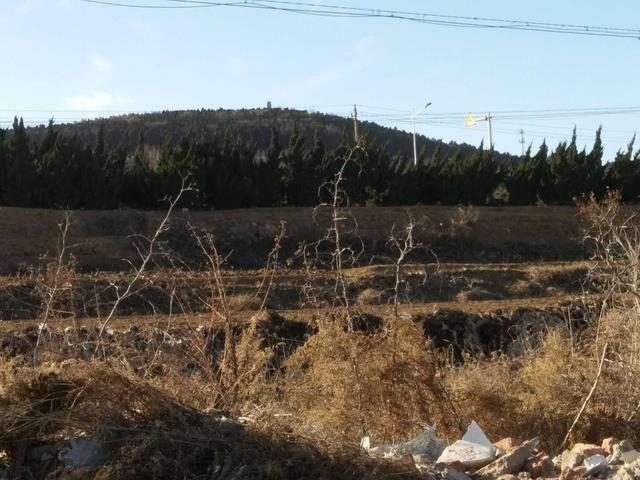 千年草籽万年鱼籽什么意思,野生池塘里的鱼