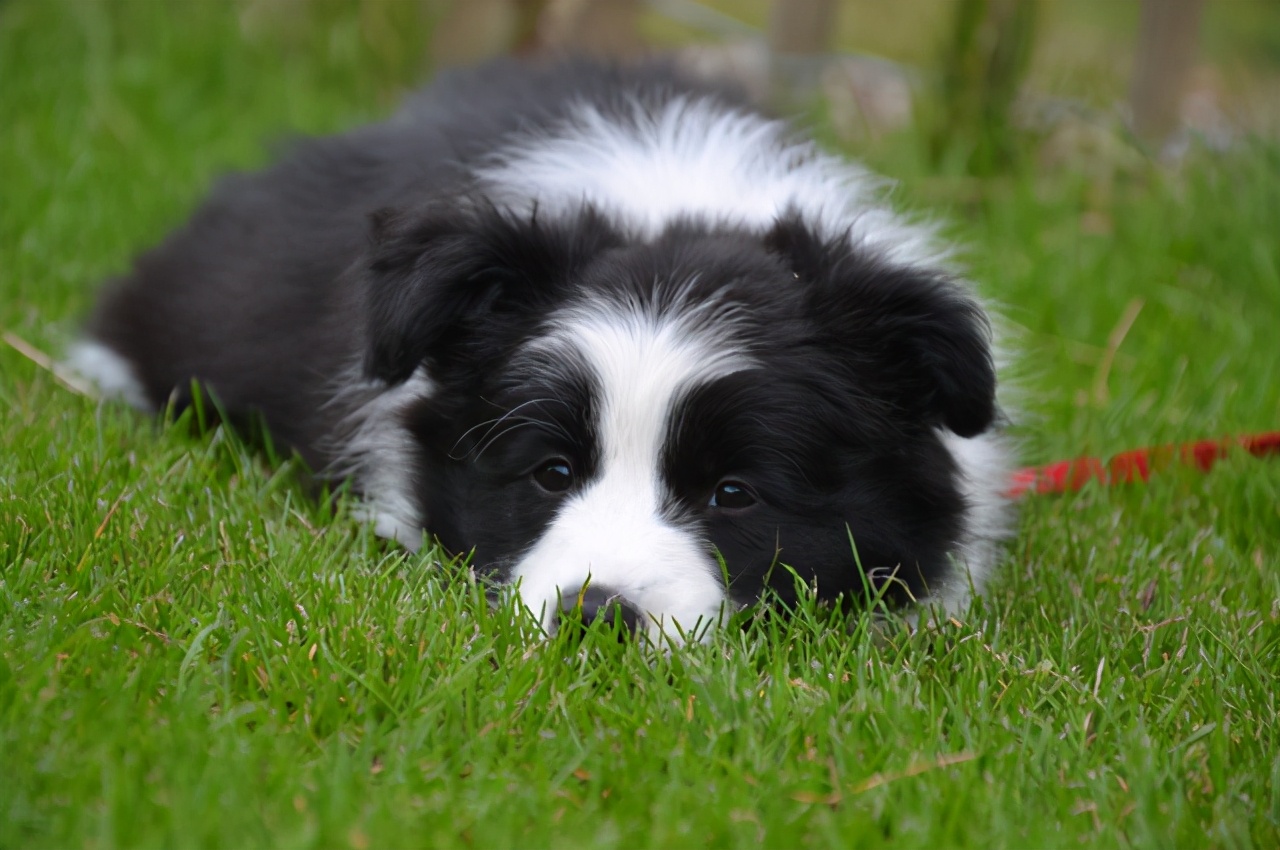 边牧不爱吃不运动,边牧突然不肯吃狗粮怎么办