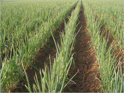 济南几大怪,济南十大怪事件