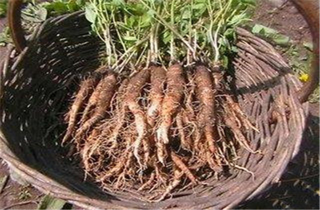 轮叶沙参日晒法,沙参种植技术