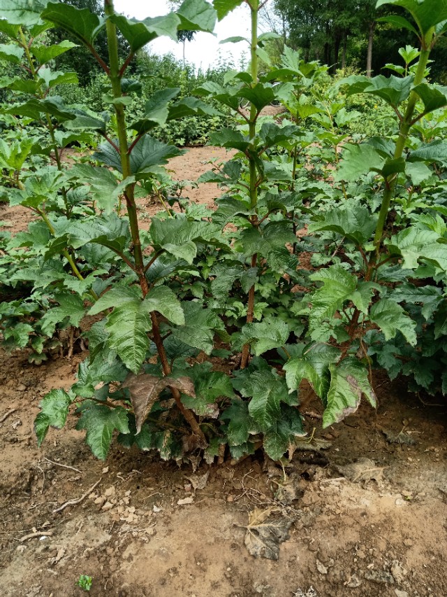 代购代销各种苗木花卉,代销苗木挂账