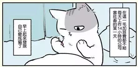 假如自己变成猫是什么体验,从人类变成猫是什么体验