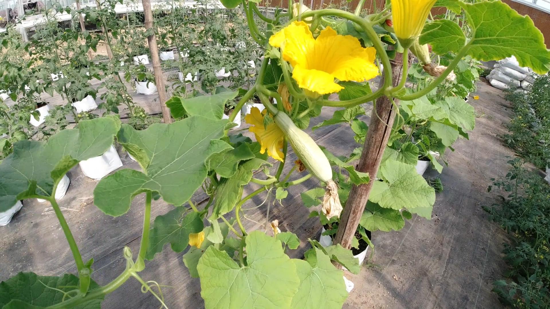 棚外南瓜正确的整枝打叉图解,大棚南瓜单蔓整枝打顶全过程