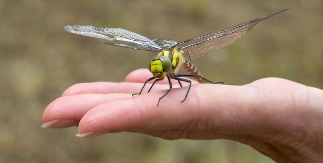 夏天捕捉蜻蜓,夏天捉飞虫