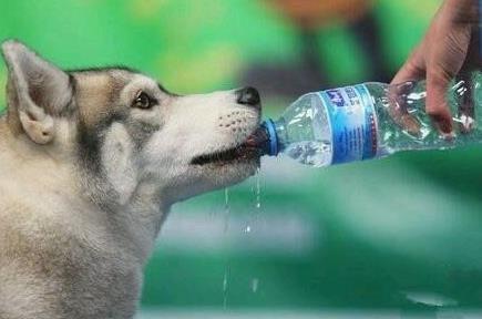 狗狗中暑救活了怎么恢复健康,狗狗中暑解救视频