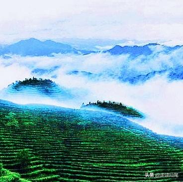 海丰公平西坑绿茶,海丰西坑茶叶