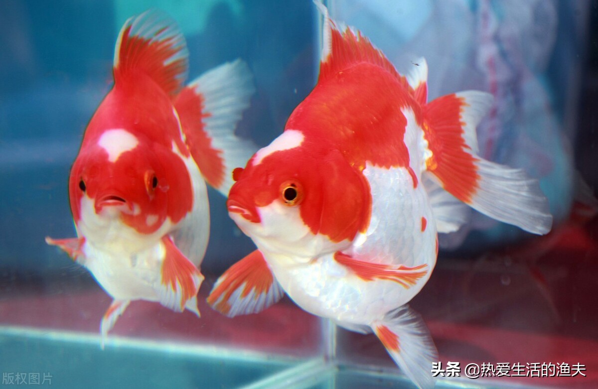 养金鱼彻底换水的正确方法,养金鱼多长时间换一次水怎么换水