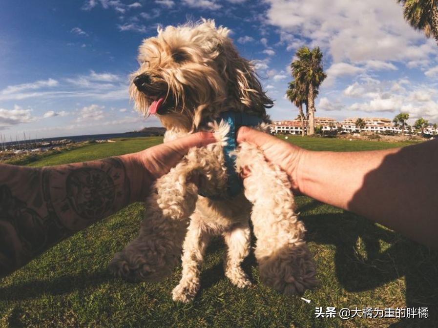 舔了狗狗的舌头会怎么样,贵宾犬为什么不舔人