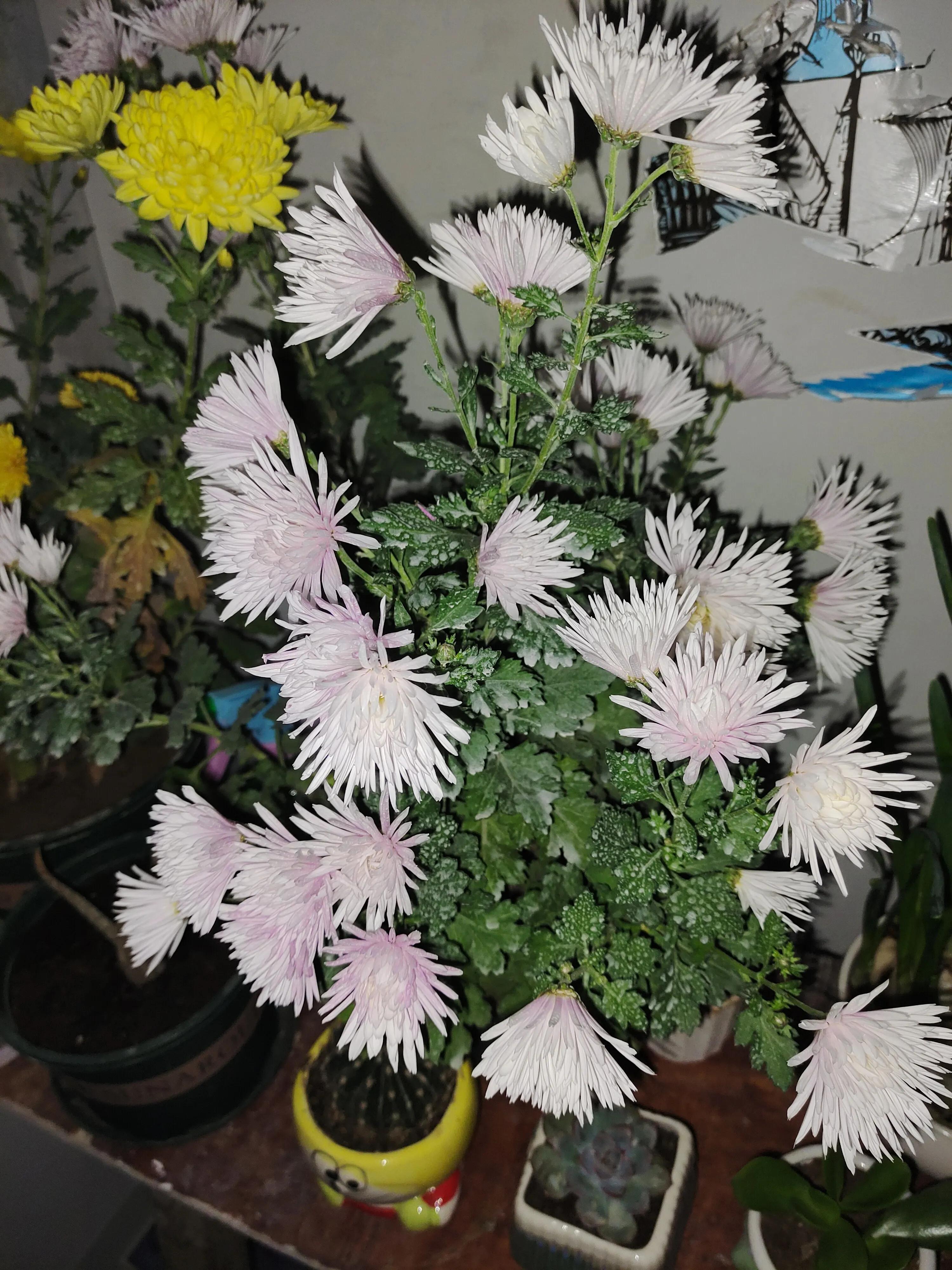 拼多多1元菊花苗,拼多多菊花花苗哪家强