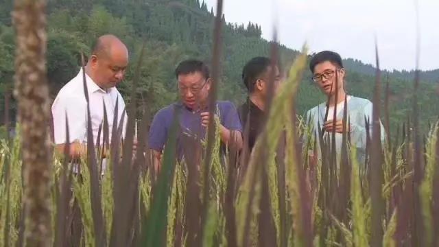 稻田玩出新花样,农田玩出新花样