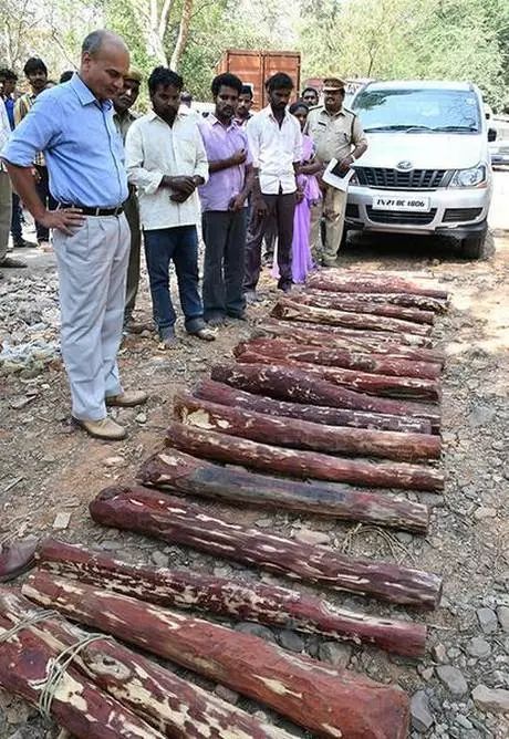 印度小叶紫檀玩坏了怎么办,小叶紫檀事件印度