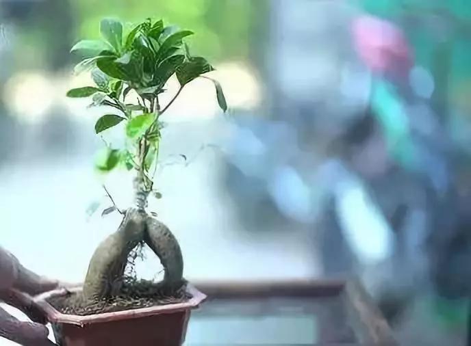 送给喜欢种花的人什么礼物,想养花却把花养死