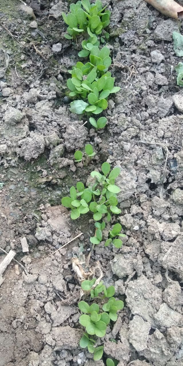 园子里的菜都有什么,园子里的菜
