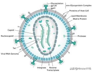 艾滋病到底是啥,艾滋病是什么病解说