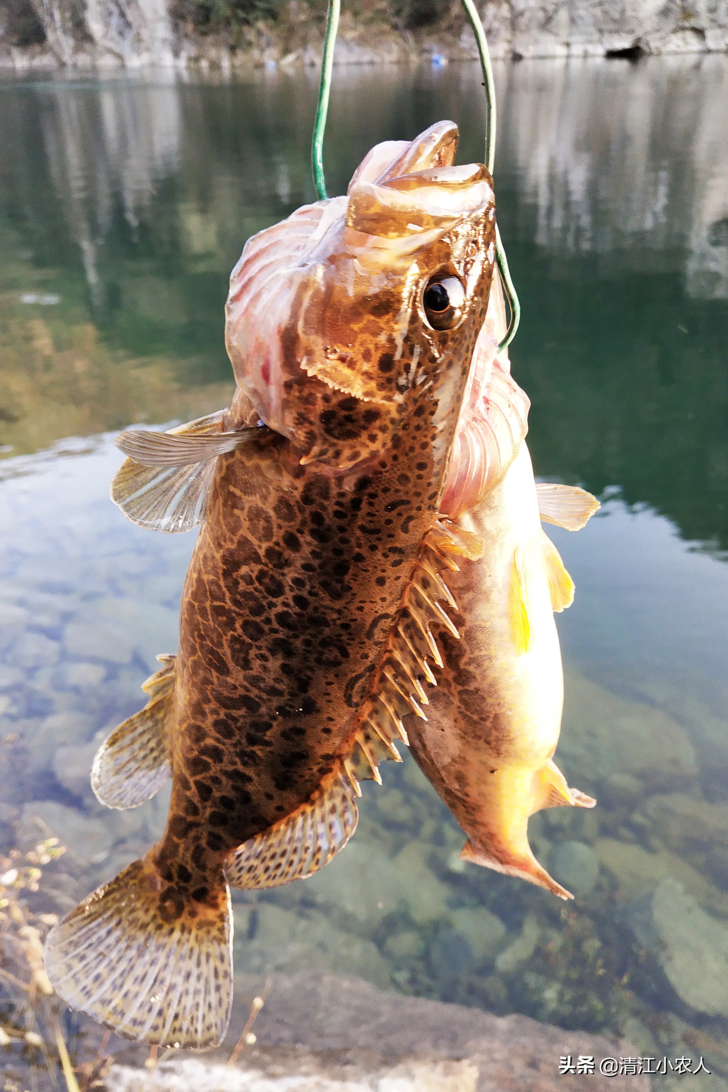 野钓回来的鳜鱼吃啥,鳜鱼最好的饵是什么