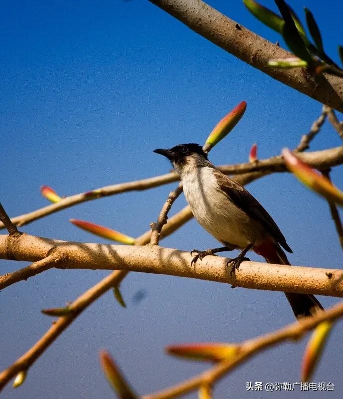 弥勒美食推荐离湖泉景区最近,弥勒五彩云池风景区