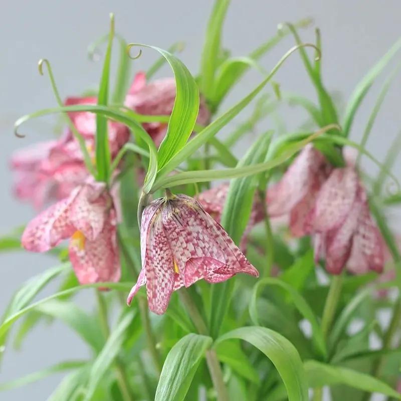经验贴分享视频,鲜切花非洲菊的养护方法