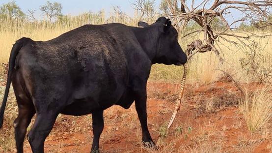 澳洲出现牛吃蛇,澳洲牛吃蛇有什么预兆