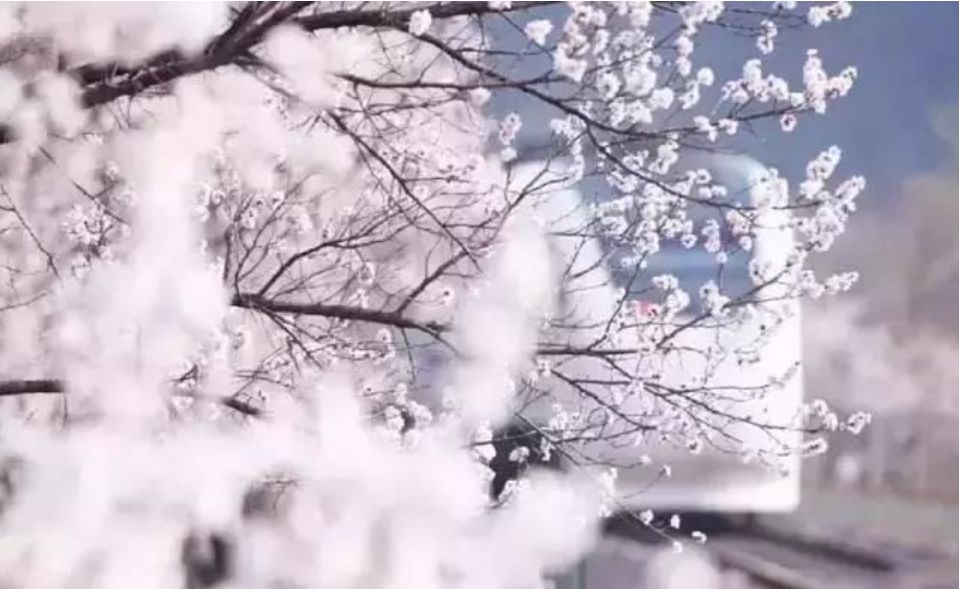 几月赏樱花最好,最美赏樱攻略大全