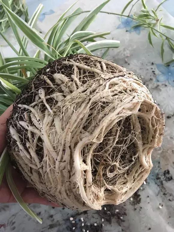 吊兰绿萝用什么土最好,绿萝吊兰盆栽多久施一次肥