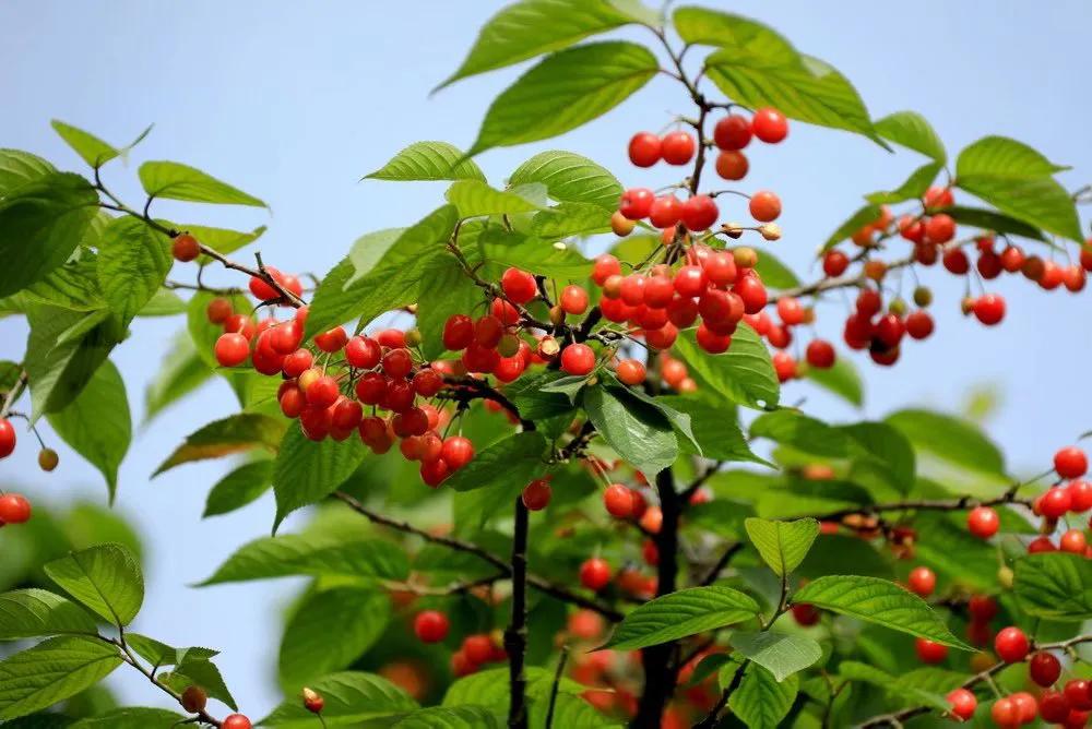 人间最美四月天，十里樱桃红满园