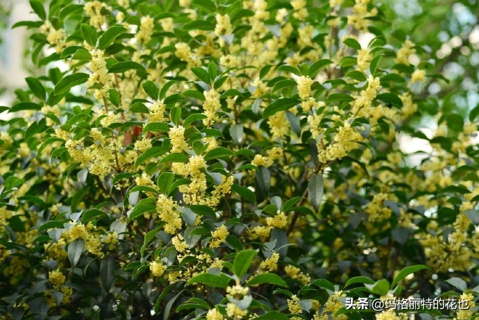 历史悠久的十大名花（海量美图），你选哪个做国花？